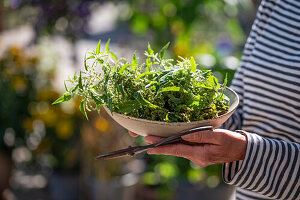 Woman carrying female nettle (Urtica) in a bowl