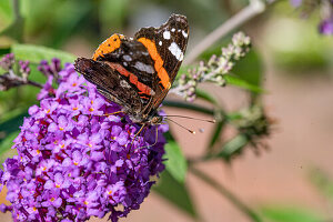 Bumblebee on summer lilac (Buddleja), portrait