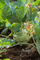 Schneckenfraß an Kohlrabi (Brassica oleracea)