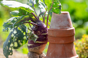 Lustig gewachsener Kohlrabi (Brassica oleracea) auf Mauer, Stillleben