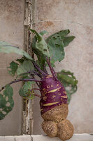 Lustig gewachsener Kohlrabi (Brassica oleracea) auf Fenstergitter, Stillleben