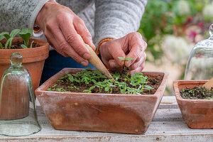 Argentine verbena (Verbena bonariensis), cultivation and thinning out