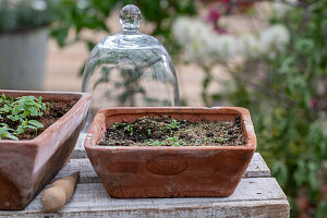 Argentine verbena (Verbena bonariensis), growing in pots