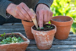 Argentine verbena (Verbena bonariensis), growing and pricking out, close-up