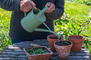 Argentine verbena (Verbena bonariensis), growing and watering in pots