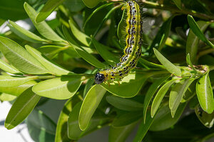 Box tree moth (Cydalima perspectalis), pest on boxwood