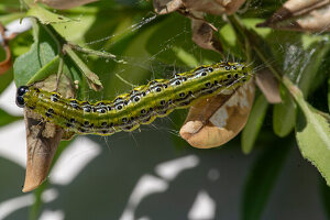 Box tree moth (Cydalima perspectalis), pest on boxwood