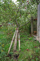 Apple tree uprooted by a storm with supporting posts and fruit on the tree in the garden