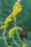 Blühende Goldrute (Solidago) mit Wespe, Portrait