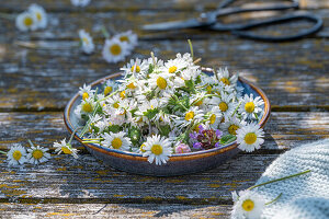 Individual flowers, daisies (Bellis perennis) and little brown lily (Prunella vulgaris) prepared for drying for tea