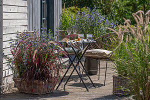 Plant pots on a wooden terrace with bearded flower (Caryopteris), red 'Rubrum' lamp-cleaning grass and Japanese blood grass in front of a seating area