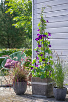 Prunkwinde 'Black Night' (Ipomoea) und  rotes und einfaches Federborstengras auf Holzterrasse in Töpfen neben Sitzplatz