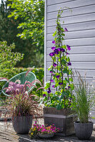 Prunkwinde 'Black Night' (Ipomoea) und  rotes und einfaches Federborstengras auf Holzterrasse in Töpfen neben Sitzplatz