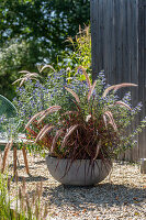 Kiesterrasse mit rotem Federborstengras 'Rubrum' und Bartblume (Caryopteris) im Topf