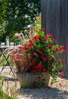 Diplandenia (Mandevilla), red feather bristle grass 'Rubrum' and Japanese blood grass 'Red Baron' in zinc tub on gravel terrace with dog