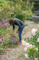 Flowering Rose 'Banquet' (Rosa) at the edge of the path in the garden with a woman working in the garden