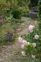 Flowering rose 'Banquet' (Rosa) at the edge of the path in the garden