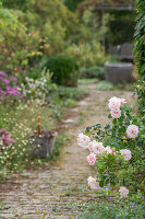 Flowering bed rose 'Banquet' (Rosa) by the wayside in the garden