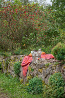 Sitzplatz und Weidenkorb auf Trockenmauer vor Hagebuttenstrauch, Hundsrose (Rosa canina), mit Beeren