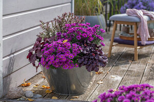 Astern (Aster), Purpurglöckchen (Heuchera), Strauchveronika (Hebe) im Topf auf Terrasse