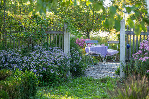 Blick über Zaun zu Sitzplatz im herbstlichen Garten zwischen Astern (Aster)