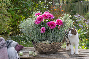 Dahlien (Dahlia), Wolfsmilch (Euphorbia) und Heidekraut (Calluna) in Metallschale auf Gartenmauer mit Katze