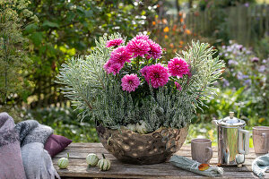 Dahlien (Dahlia), Wolfsmilch (Euphorbia) und Heidekraut (Calluna) in Metallschale auf Gartenmauer