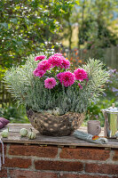 Dahlien (Dahlia), Wolfsmilch (Euphorbia) und Heidekraut (Calluna) in Metallschale auf Gartenmauer