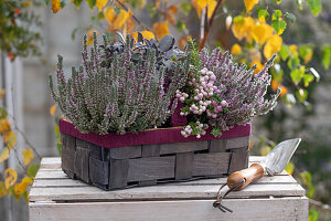 Heidekraut 'Cilly' (Calluna), roter Salbei 'Purpurascens', Torfmyrte in Obstkiste auf der Terrasse