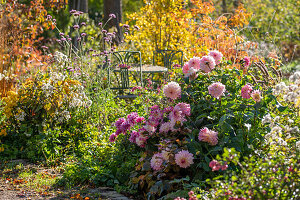 Herbstliches Blumenbeet mit Dahlien (Dahlia), Schneebeere, patagonisches Eisenkraut