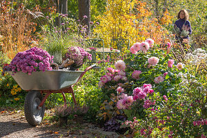 Frau bei Gartenarbeit mit Schubkarre mit Chrysanthemen (Chrysanthemum) und Chinaschilf, Beet mit Dahlien und Heidekraut, Schneebeere, patagonisches Eisenkraut