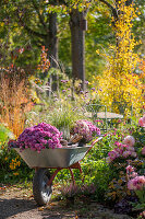 Schubkarre mit Chrysanthemen (Chrysanthemum) und Chinaschilf, Dahlien (Dahlia) und Heidekraut (Calluna) in herbstlichem Blumenbeet