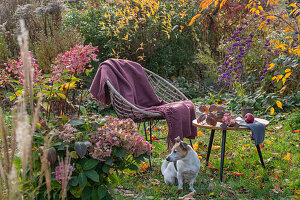 Hortensie (Hydrangea) vor Apfel auf Tisch im herbstlichen Garten neben Sitzplatz