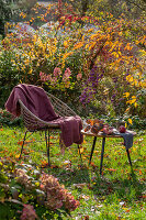 Hortensie (Hydrangea) vor Apfel auf Tisch im herbstlichen Garten neben Sitzplatz