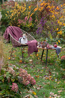 Hortensie (Hydrangea) vor Apfel (Mela) auf Tisch im herbstlichen Garten neben Sitzplatz mit Hund