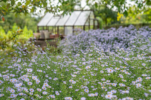 Autumn asters (Aster) in the bed