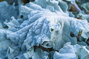 Cabbages (Brassica) with hoar frost in the garden