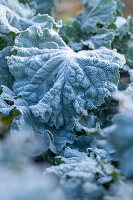 Kohlköpfe (Brassica) mit Raureif im Beet