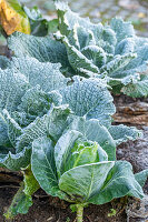 Savoy cabbage (Brassica oleracea) with hoar frost in the bed