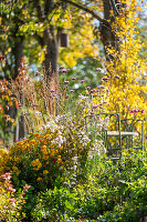 Herbstchrysanthemen (Chrysanthemum indicum), patagonisches Eisenkraut (Verbena bonariensis), Schafgarbe (Achillea) im herbstlichen Beet