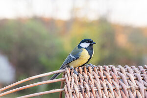 Great tit in the garden (Parus major) on wicker basket, close-up