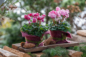 Indoor cyclamen in a pot on a pile of wood, close-up