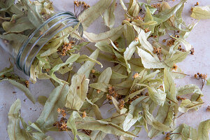 Dried lime leaves for herbal tea