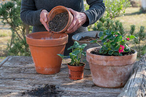 Planting strawberry 'Rubra' in a pot