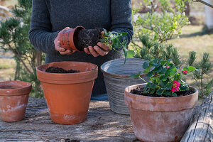 Planting strawberry 'Rubra' in a pot