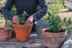 Plant strawberry 'Rubra' in pot