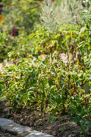 Brown rot or late blight on potatoes, fungal disease