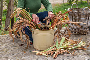 Gladioli in pots - Removing foliage before frost-free overwintering