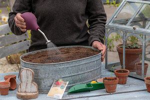 Sowing radish 'Marike' (Raphanus Sativus Var. Sativus) in a planter