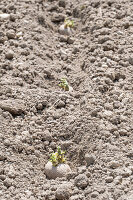 Planting potatoes